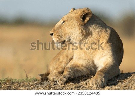 A lion watches the open savannah from a resting position in the warm morning light that covers the Kanana concession in the Okavango Delta, Botswana.