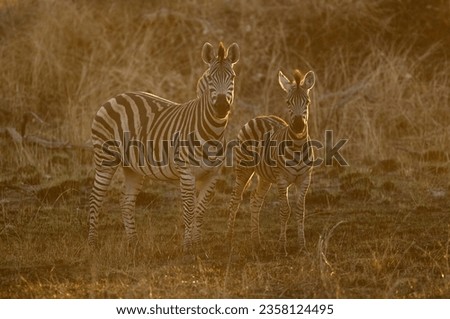 Two zebras stand side by side and are rim lit in Kanana, Okavango Delta, Botswana.