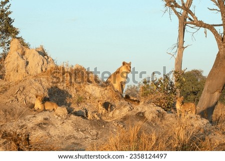 A lioness watches a warthog with her three cubs in the warm morning light.Kanana Concession, Okavango Delta, Botswana.