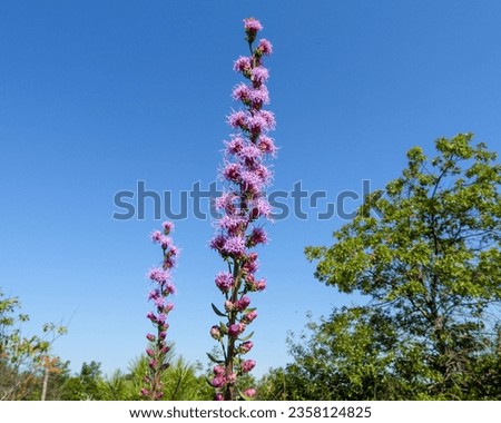 Liatris aspera (Rough Blazing Star) Native North American Prairie Wildflower