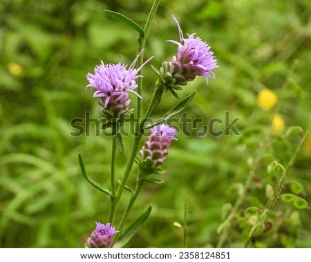 Liatris aspera (Rough Blazing Star) Native North American Prairie Wildflower Royalty-Free Stock Photo #2358124851