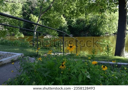 Yellow Flowers by Railing on Fox River, Summer in Burlington, Wisconsin