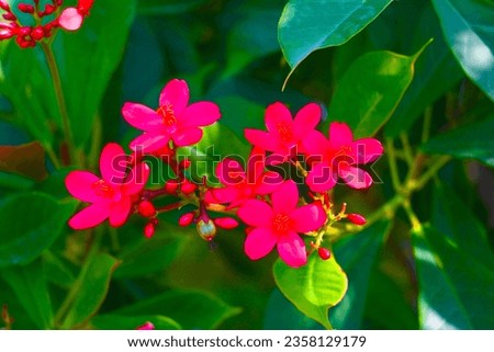 pink flowers, nature, beautiful, summer, every flowers, 