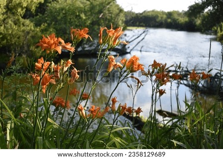 Close Up Orange Lily Flowers by Fox River, Burlington, Wisconsin