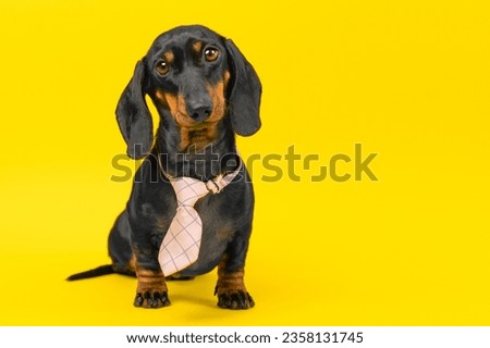 Portrait of dog of ridiculous simpleton apprentice, trainee starting career in the office. Confused college graduate in job interview HR. Funny puppy in strict clothes looks sadly at the camera. Royalty-Free Stock Photo #2358131745