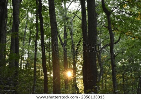 Sunset in the Woods at Tioga Falls Trail Hiking near Radcliff Kentucky