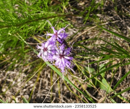 Liatris cylindracea (Cylindrical Blazingstar) Native North American Prairie Wildflower