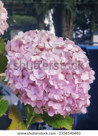Picture of hortensia or hydrangea flower