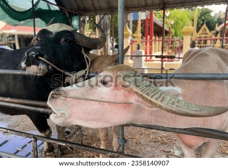 a photography of two cows standing next to each other in a pen, asiatic buffalos in a pen with a large horn and a smaller bull.