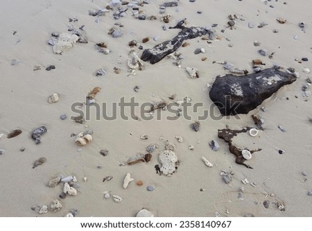 a photography of a dead animal on a beach covered in shells, sea - coast scene with a dead animal on the sand.