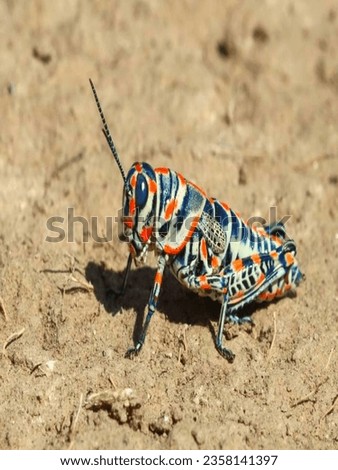 Grasshopper images photos pictures.Beautiful insects images.Colourful grasshopper pictures images photos.