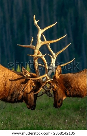Antler bull images photos pictures.Beautiful mountain bull images.Most beautiful scenery in Canada pictures vancouver.