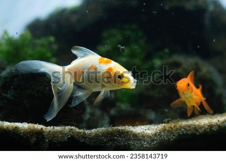 The Fantail is a goldfish that possesses an egg-shaped body, a high dorsal fin, a long quadruple caudal fin and no shoulder hump Royalty-Free Stock Photo #2358143719