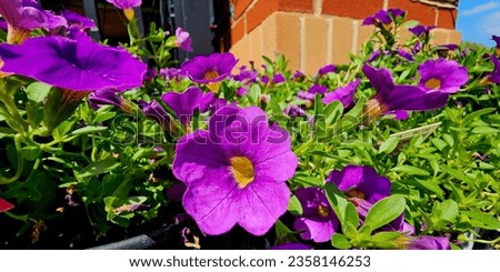 Surfinia is a bedding plant that can be used for hanging baskets, window or balcony boxes, patio pots and as a ground-cover.