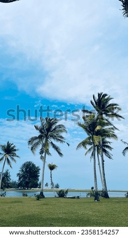 Beach Coconut Palm Tree Images