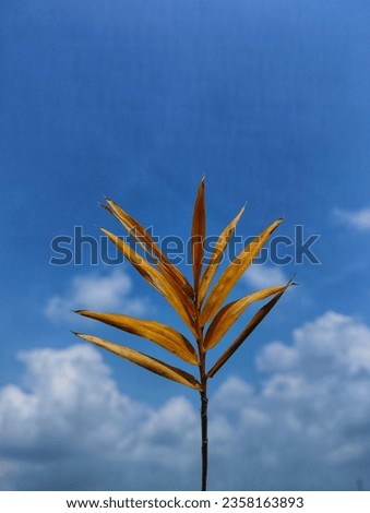 Beautiful dry leaves against a background of blue sky and white clouds add to the natural beauty