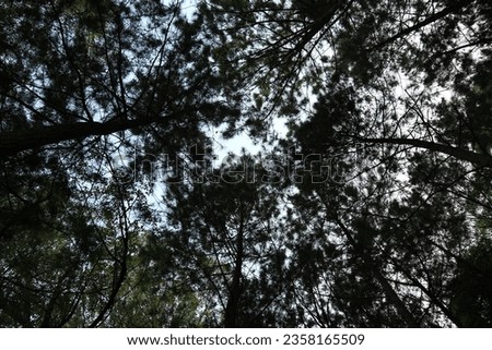 Silhouette photos of pine leaves or trees photographed from above