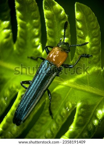 Macro view of a lizard beetle on a green fern outdoor