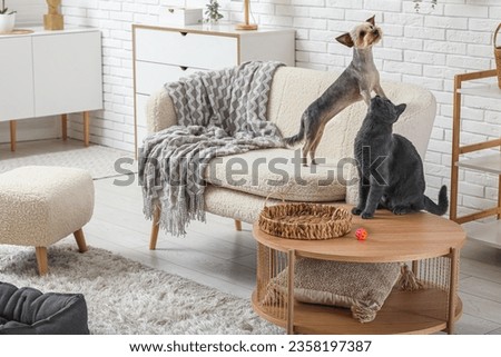 Cute small Yorkshire terrier dog and British cat in living room at home Royalty-Free Stock Photo #2358197387