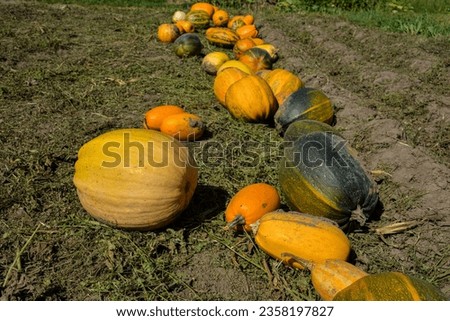 Pumpkin harvest. A lot of Pumpkin line on field.massive pumpkin field in the farm with lots of pumpkins laying on the sheet covered ground. Royalty-Free Stock Photo #2358197827