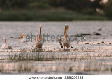 A flock of pelicans peacefully standing in a serene body of water Wild Danube Delta ecosystem