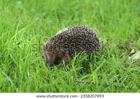 Hedgehog on a garden lawn in daylight
