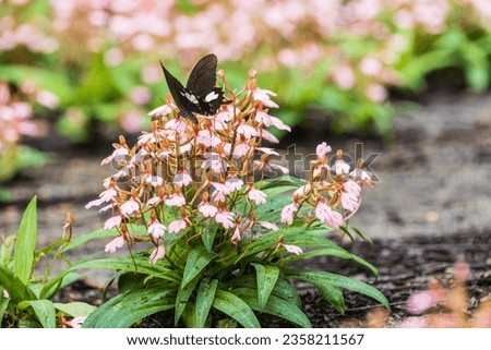The butterfly on the pink Habenaria rhodocheila Hance  flower.