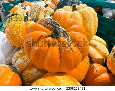 Close-up of orange and white pumpkins Royalty-Free Stock Photo #2358218431