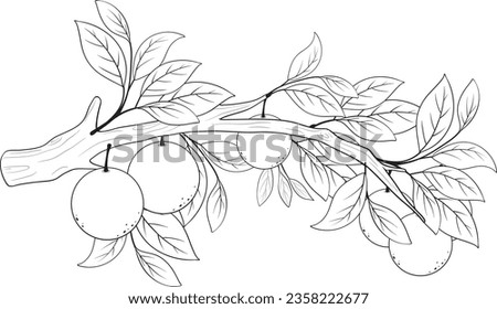 Vector cartoon illustration of an orange tree branch