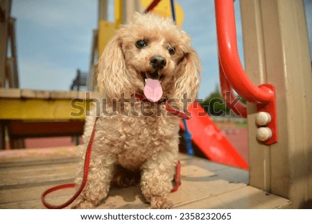 Toy poodle apricot color in a play area. Colorful picture. 