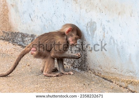 Portrait of an jung mantled baboon baby