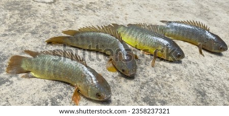 Indian Koi fish or Cyprinus carpio - a healthy and nutritious fish with extra respiratory system