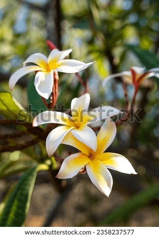 Close up view of white plumeria, or frangipani flowers with yellow centers, also called Melia in Hawaiian. Located in a  Botanical garden on Oahu, and is a popular tourist spot. Copy space