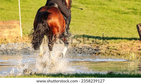 Horse brown in the field galloping through a water hole, close-up of the legs in the splashing water.
