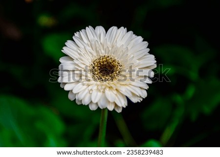 African Daisy flowers in group or isolated with different color blossom in the park or for show.