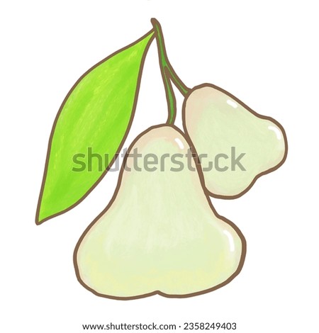 Cute fruit illustration, guava, fresh and yummy water apple