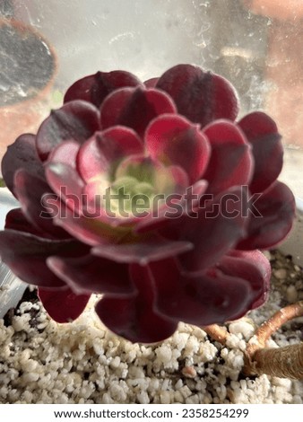 Aeonium Medusa super rare variegated succulent  Royalty-Free Stock Photo #2358254299