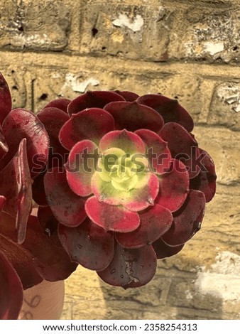 Aeonium Medusa super rare variegated succulent  Royalty-Free Stock Photo #2358254313
