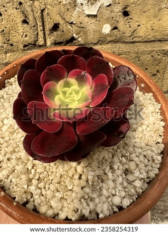 Aeonium Medusa super rare variegated succulent  Royalty-Free Stock Photo #2358254319