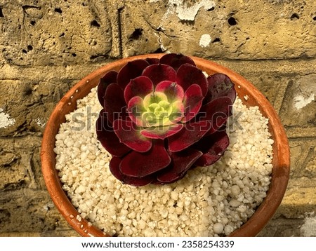 Aeonium Medusa super rare variegated succulent  Royalty-Free Stock Photo #2358254339
