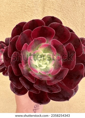 Aeonium Medusa super rare variegated succulent  Royalty-Free Stock Photo #2358254343