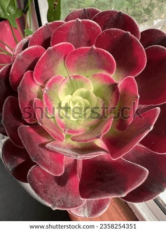 Aeonium Medusa super rare variegated succulent  Royalty-Free Stock Photo #2358254351