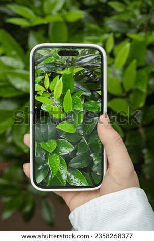 Woman hand taking picture with smartphone against defocused green nature background,  hand using phone taking photo of green plant