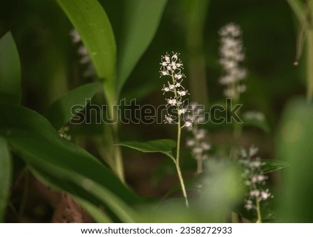 Maianthemum bifolium or false lily of the valley or May lily is often a localized common rhizomatous flowering plant. Growing in the forest. Royalty-Free Stock Photo #2358272933
