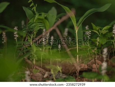 Maianthemum bifolium or false lily of the valley or May lily is often a localized common rhizomatous flowering plant. Growing in the forest. Royalty-Free Stock Photo #2358272939