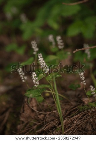 Maianthemum bifolium or false lily of the valley or May lily is often a localized common rhizomatous flowering plant. Growing in the forest. Royalty-Free Stock Photo #2358272949