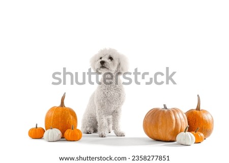 Cute little dog with pumpkins sitting on white background. Thanksgiving day celebration