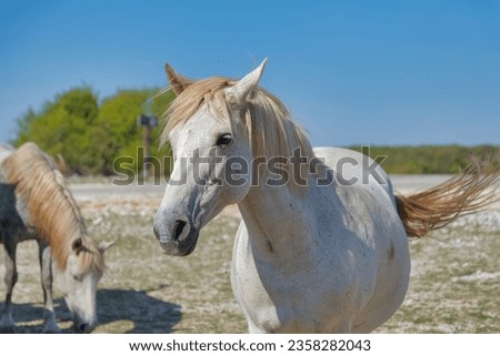 A frolicsome white wild horse isolated from its herd on the plateau near Mostar, Bosnia and Herzegovina, on a sunny day. Royalty-Free Stock Photo #2358282043