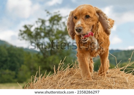 English cocker spaniel dog walking on grain sheaf Royalty-Free Stock Photo #2358286297