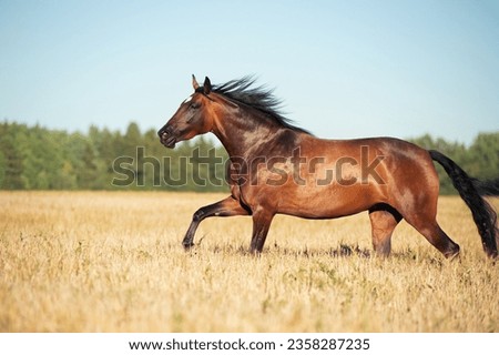 bay young mare  running speedly  in rye meadow at sunny evening. close up Royalty-Free Stock Photo #2358287235